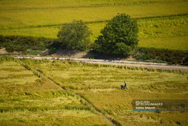 آغاز برداشت برنج از شالیزارهای کامفیروز فارس
