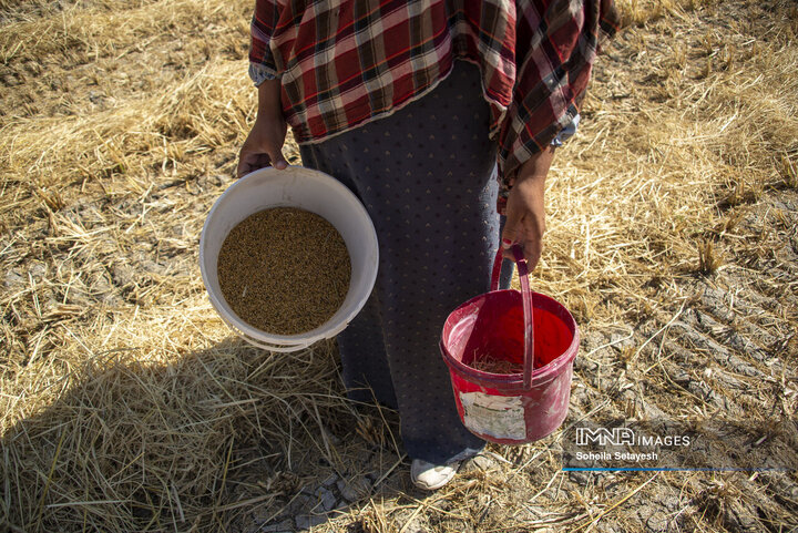 آغاز برداشت برنج از شالیزارهای کامفیروز فارس
