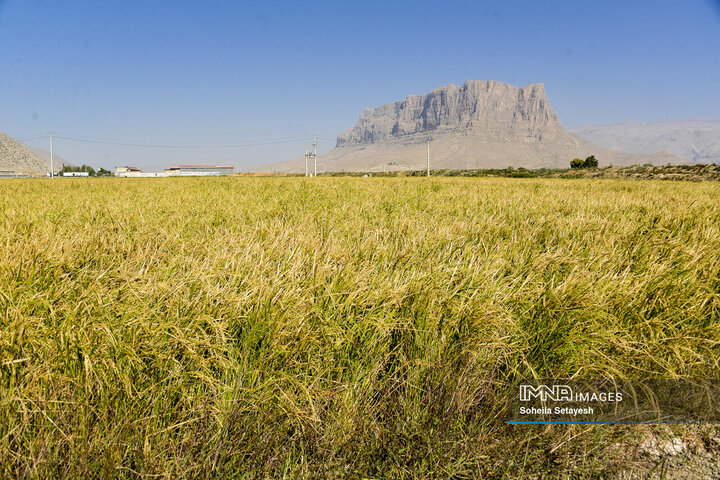 آغاز برداشت برنج از شالیزارهای کامفیروز فارس