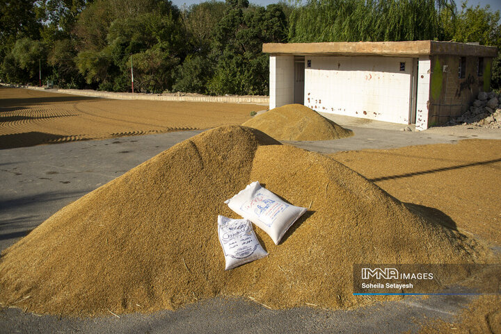 آغاز برداشت برنج از شالیزارهای کامفیروز فارس