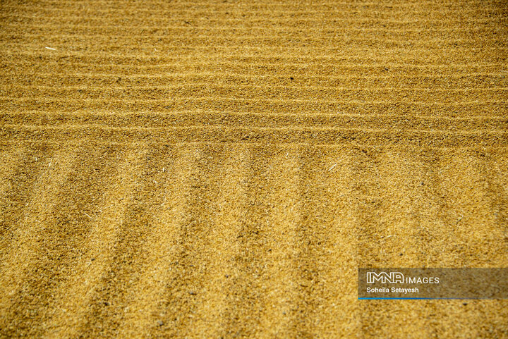 آغاز برداشت برنج از شالیزارهای کامفیروز فارس