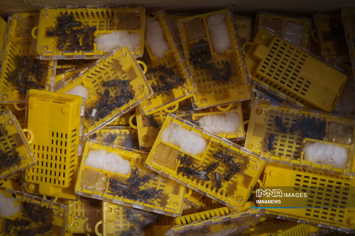 از دشت تا شهد؛ قصه عسل در سرزمین سبز بجنورد