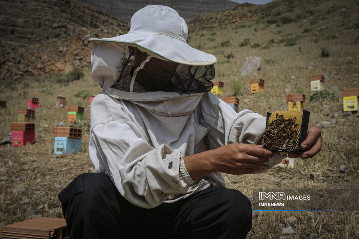 از دشت تا شهد؛ قصه عسل در سرزمین سبز بجنورد