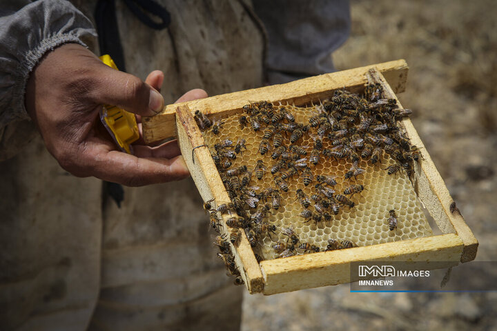 از دشت تا شهد؛ قصه عسل در سرزمین سبز بجنورد