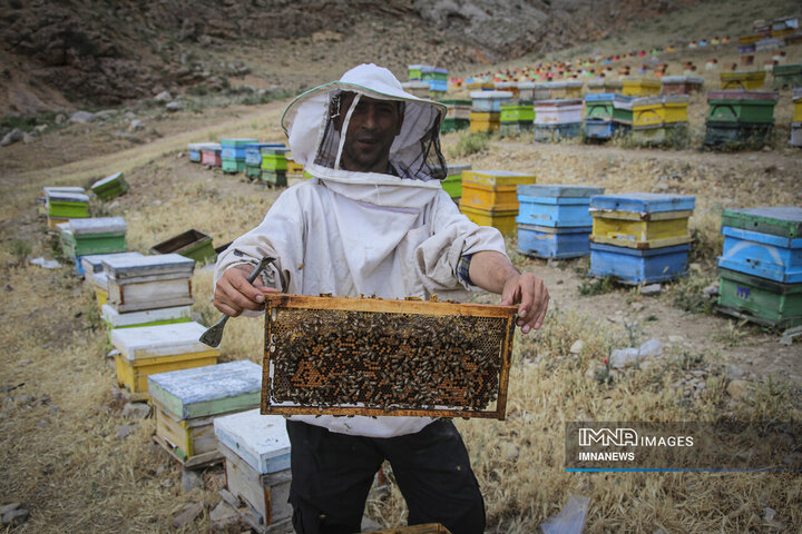 از دشت تا شهد؛ قصه عسل در سرزمین سبز بجنورد