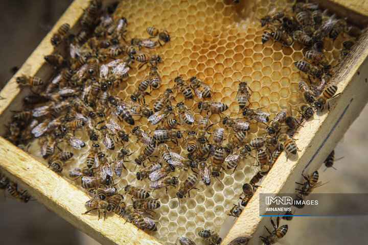 از دشت تا شهد؛ قصه عسل در سرزمین سبز بجنورد