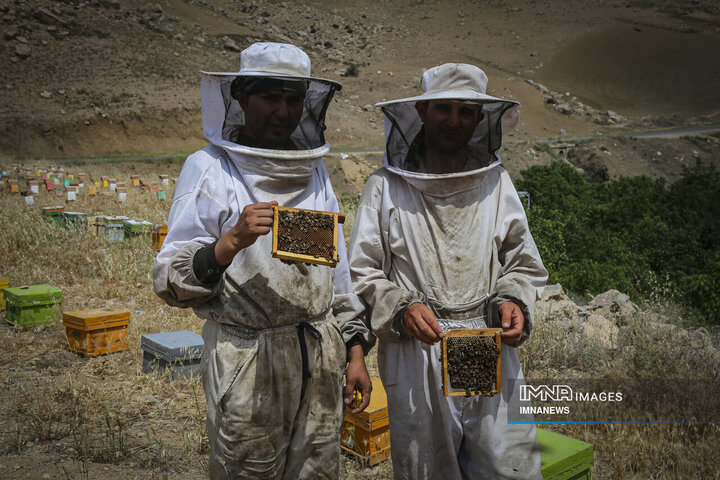 از دشت تا شهد؛ قصه عسل در سرزمین سبز بجنورد