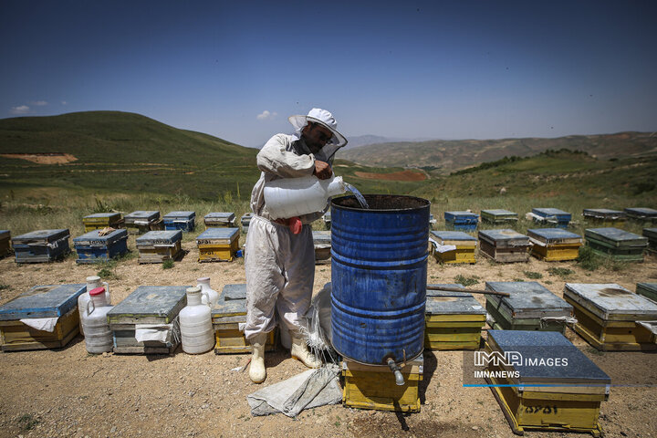 از دشت تا شهد؛ قصه عسل در سرزمین سبز بجنورد