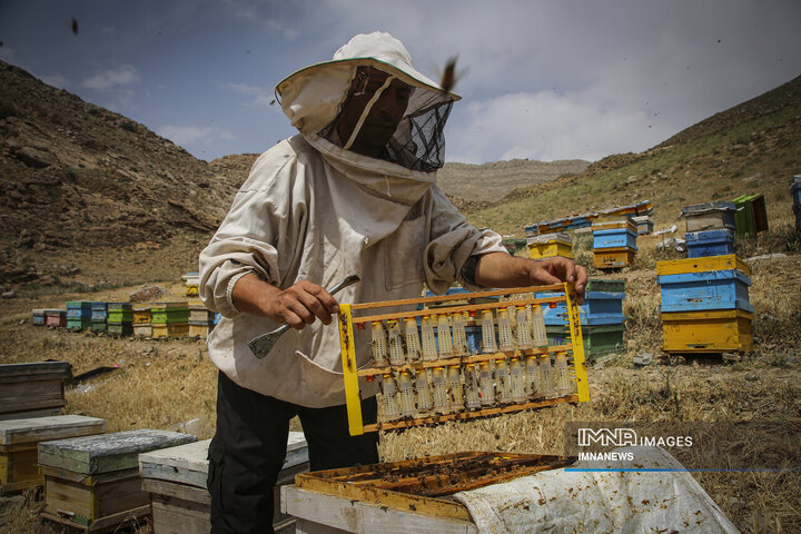از دشت تا شهد؛ قصه عسل در سرزمین سبز بجنورد