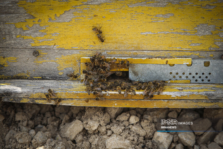 از دشت تا شهد؛ قصه عسل در سرزمین سبز بجنورد