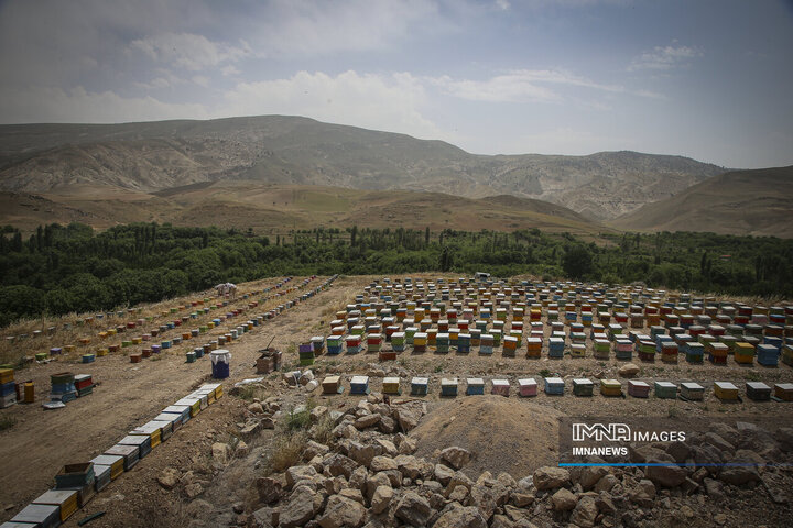 از دشت تا شهد؛ قصه عسل در سرزمین سبز بجنورد