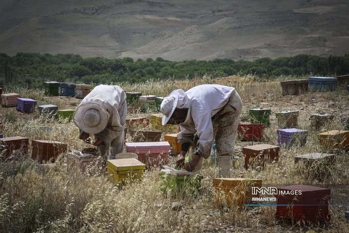 از دشت تا شهد؛ قصه عسل در سرزمین سبز بجنورد