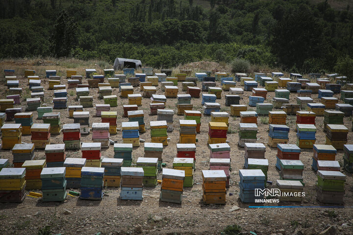از دشت تا شهد؛ قصه عسل در سرزمین سبز بجنورد