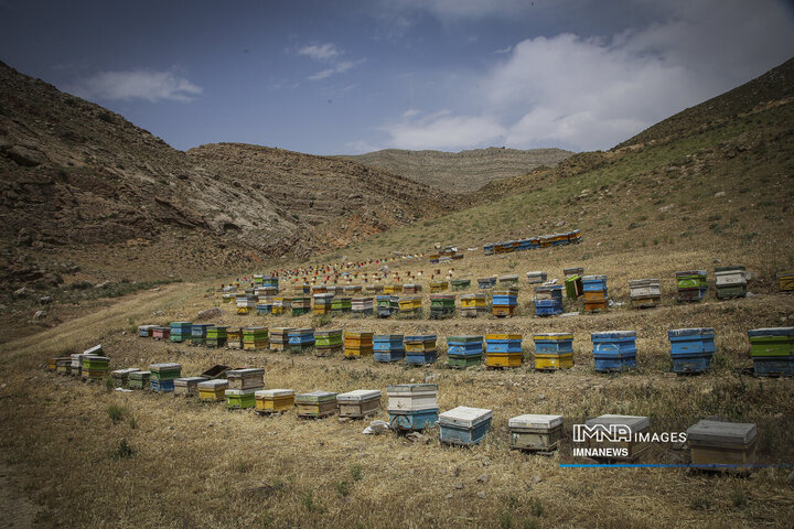 از دشت تا شهد؛ قصه عسل در سرزمین سبز بجنورد