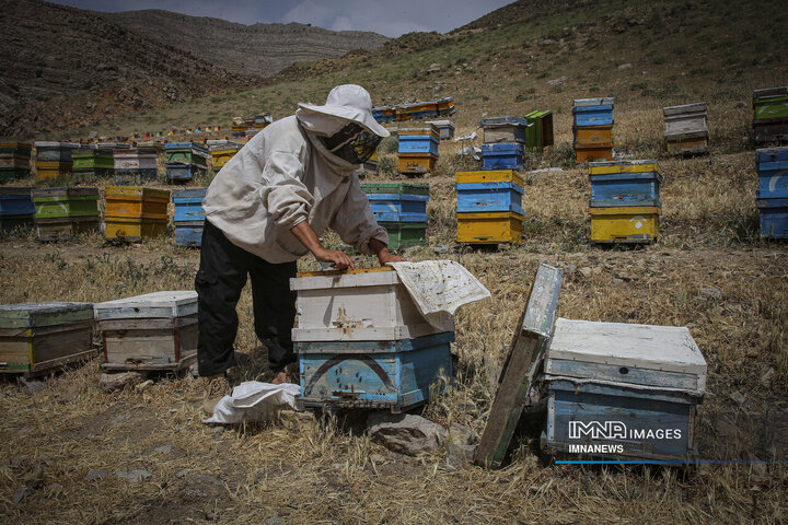 از دشت تا شهد؛ قصه عسل در سرزمین سبز بجنورد