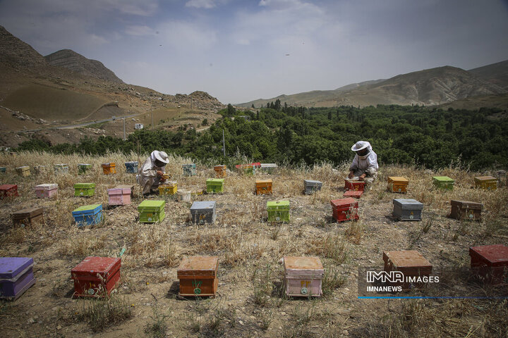 از دشت تا شهد؛ قصه عسل در سرزمین سبز بجنورد