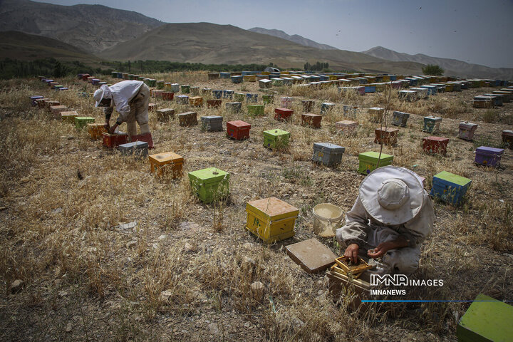 از دشت تا شهد؛ قصه عسل در سرزمین سبز بجنورد