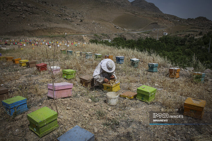 از دشت تا شهد؛ قصه عسل در سرزمین سبز بجنورد