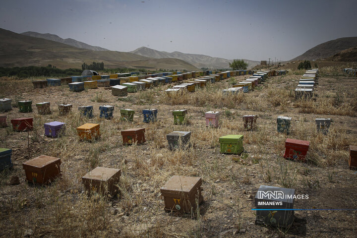 How Bojnord’s Beekeepers Shape a Quiet Rural Economy