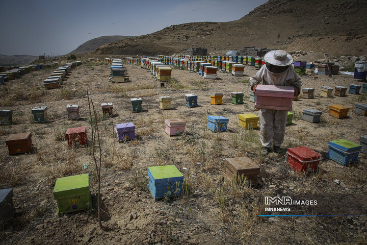 از دشت تا شهد؛ قصه عسل در سرزمین سبز بجنورد