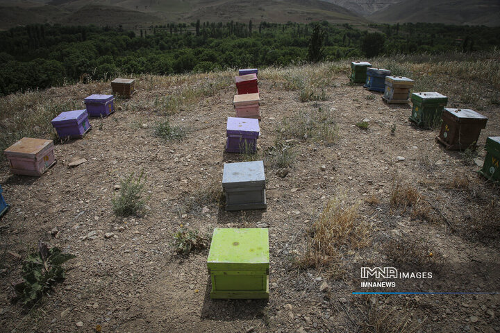 How Bojnord’s Beekeepers Shape a Quiet Rural Economy