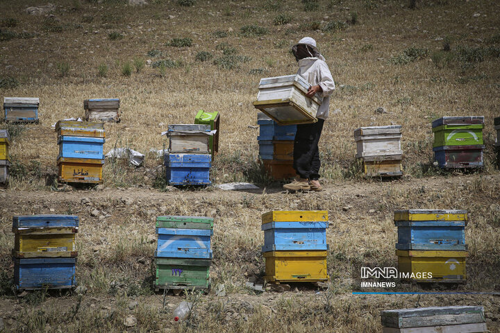از دشت تا شهد؛ قصه عسل در سرزمین سبز بجنورد