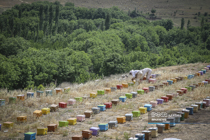 از دشت تا شهد؛ قصه عسل در سرزمین سبز بجنورد