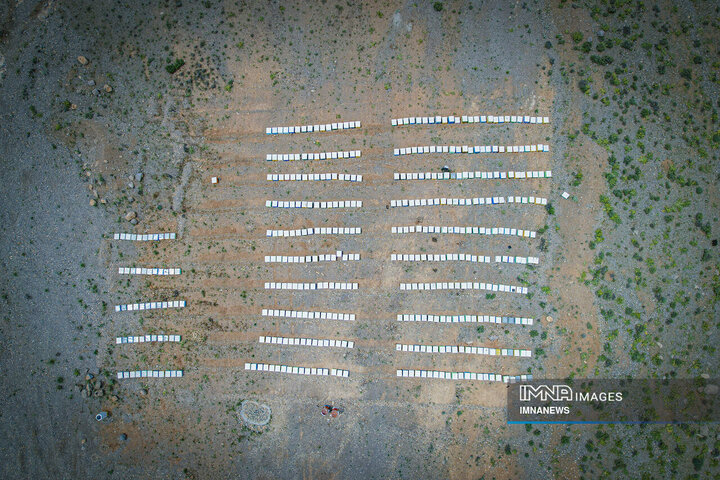 از دشت تا شهد؛ قصه عسل در سرزمین سبز بجنورد