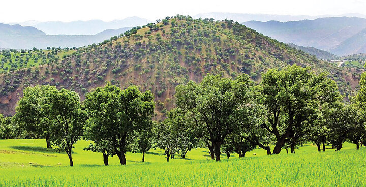 گزوگیری؛ میراثی شیرین از دل جنگل‌های زاگرس