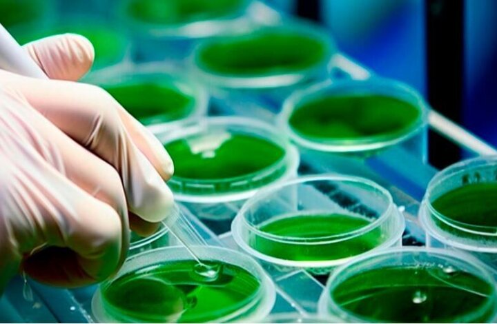 طرح فرآوری جلبک و کشاورزی دریایی هرمزگان در جمع ۵  ایده برتر کشور