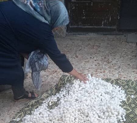 ابریشم ایرانی، نخهای طلایی یک میراث کهن / نوغان، نگین بکر تقویت اقتصاد روستایی