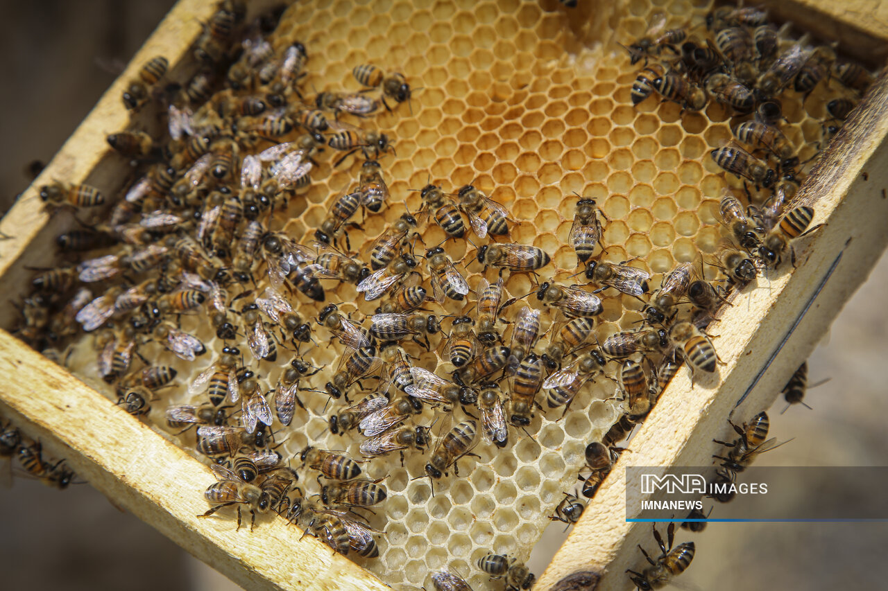 آیا عسل طبیعی شکرک می زند؟ + روش های نگهداری و برطرف کردن شکرک در عسل