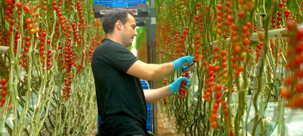 چگونه کشوری کوچک به غول کشاورزی جهان تبدیل شد؟