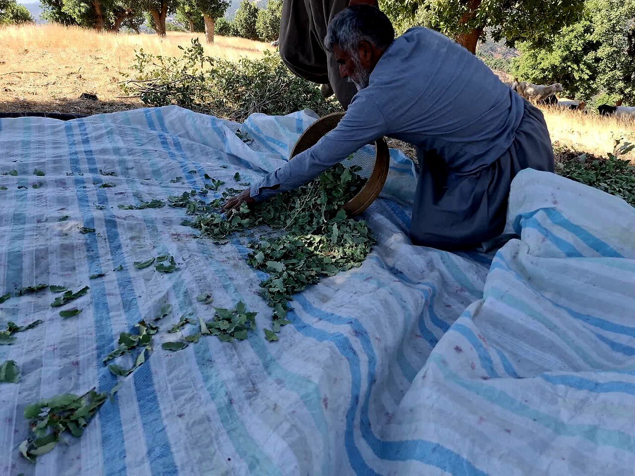 گزوگیری؛ میراثی شیرین از دل جنگل‌های زاگرس