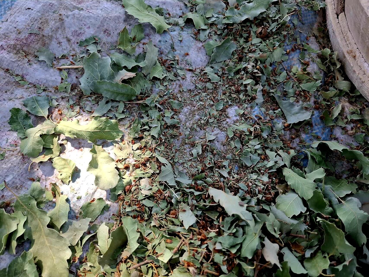 گزوگیری؛ میراثی شیرین از دل جنگلهای زاگرس