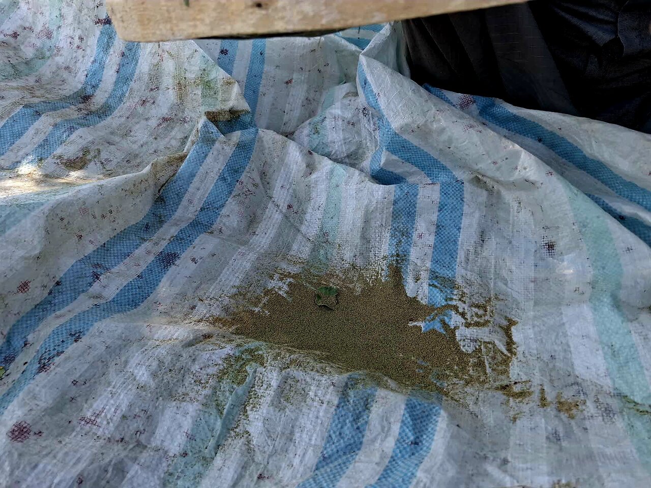 گزوگیری؛ میراثی شیرین از دل جنگلهای زاگرس