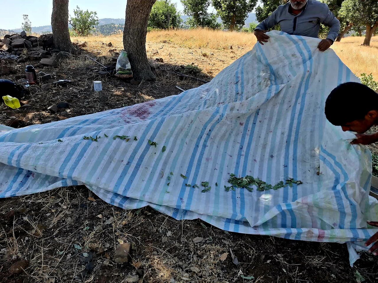 گزوگیری؛ میراثی شیرین از دل جنگلهای زاگرس