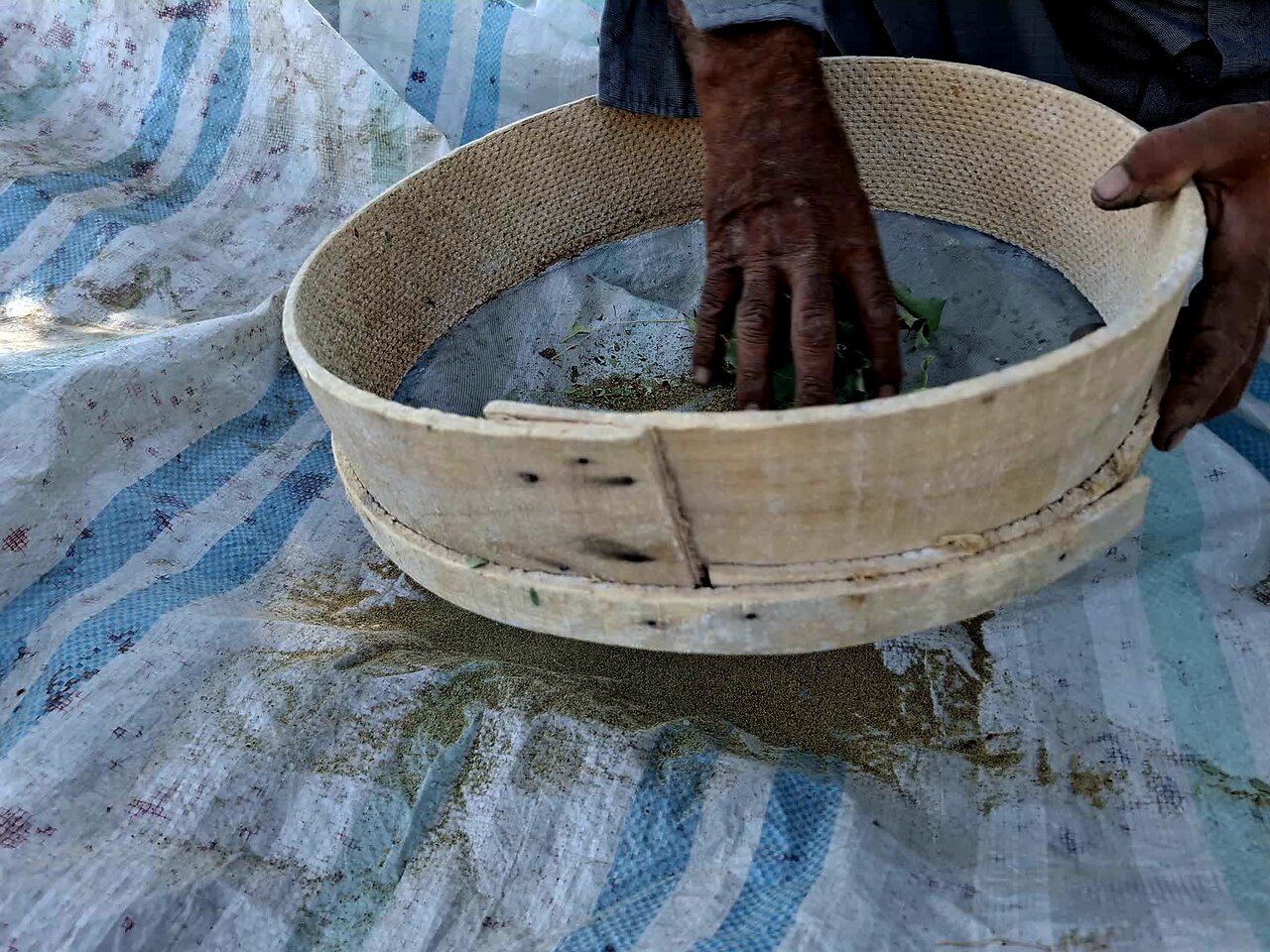 گزوگیری؛ میراثی شیرین از دل جنگل‌های زاگرس