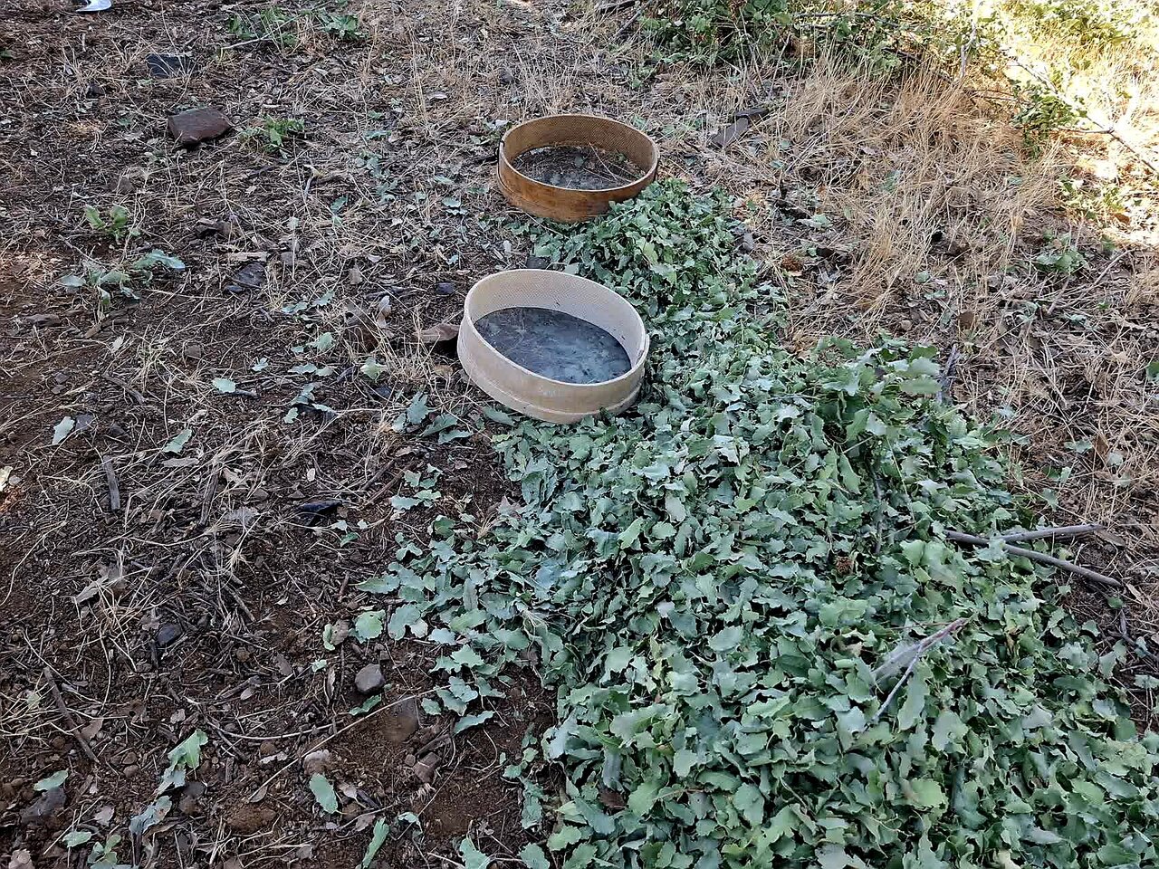 گزوگیری؛ میراثی شیرین از دل جنگل‌های زاگرس