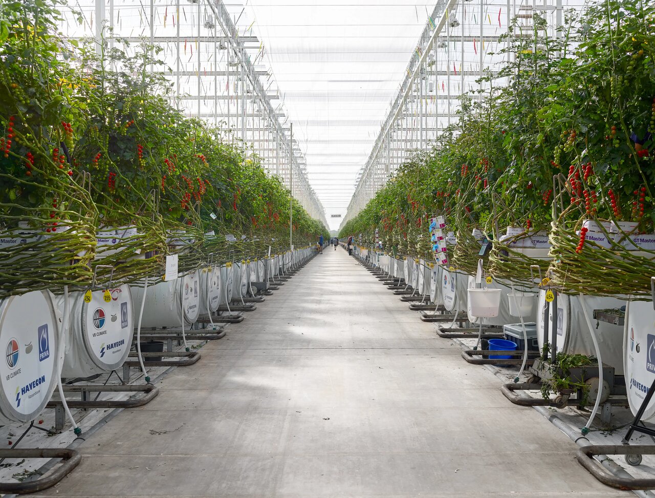 چگونه کشوری کوچک به غول کشاورزی جهان تبدیل شد؟