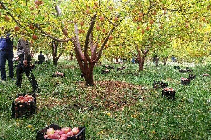 سمیرم؛ قطب تولید سیب درختی اصفهان
