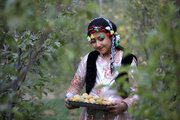 برداشت آلو در روستای «حیدره قاضی خان» همدان