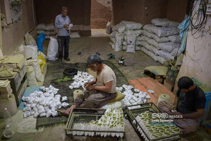 حنا بر دستان کویر؛ احیای آیین کهن «حنا سابی» در یزد