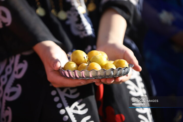 برداشت آلو در روستای «حیدره قاضی خان» همدان