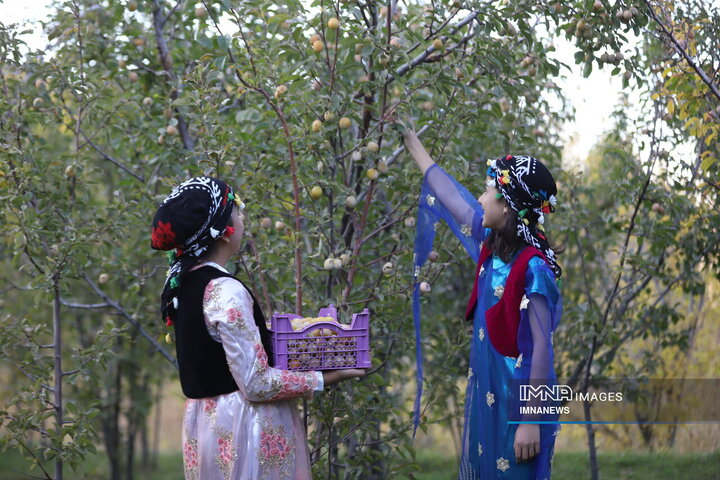 برداشت آلو در روستای «حیدره قاضی خان» همدان