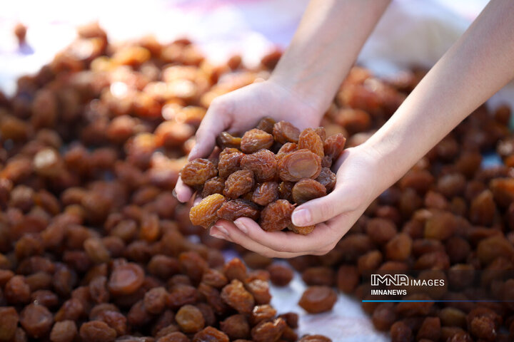 برداشت آلو در روستای «حیدره قاضی خان» همدان