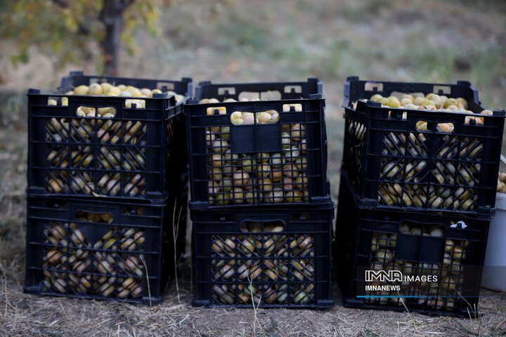 برداشت آلو در روستای «حیدره قاضی خان» همدان