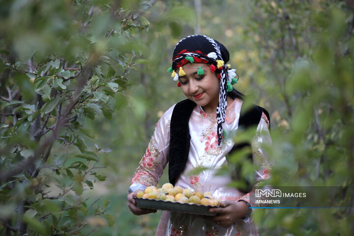 برداشت آلو در روستای «حیدره قاضی خان» همدان