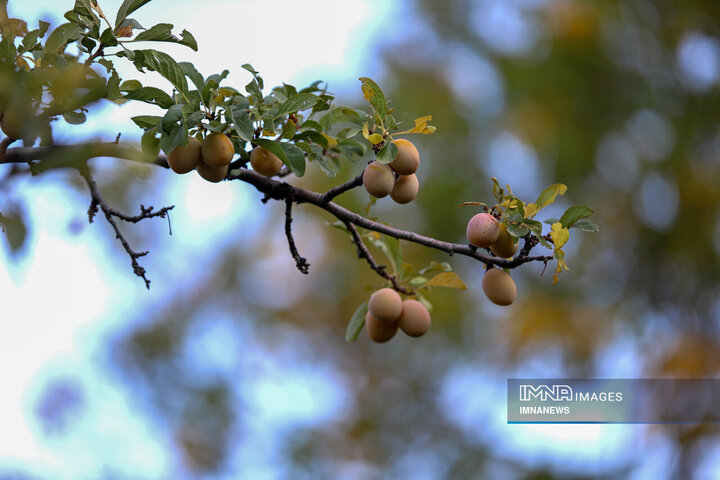 برداشت آلو در روستای «حیدره قاضی خان» همدان