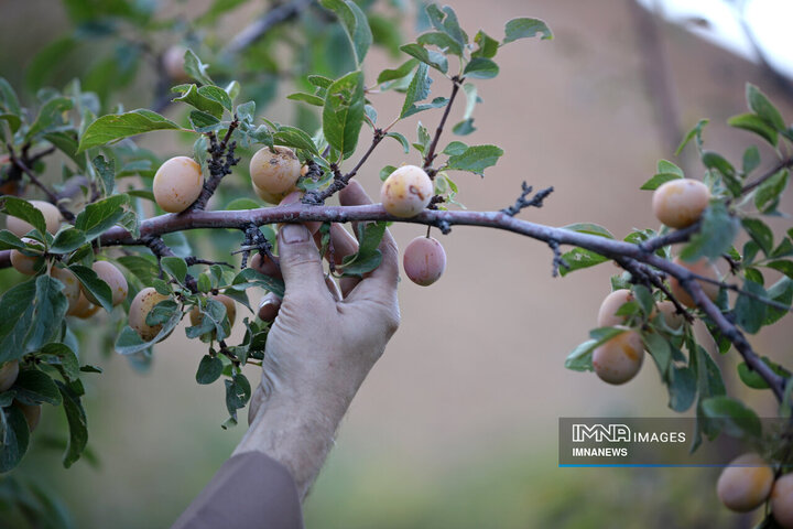 برداشت آلو در روستای «حیدره قاضی خان» همدان